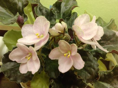 Heartland's Heirloom Lace.jpg