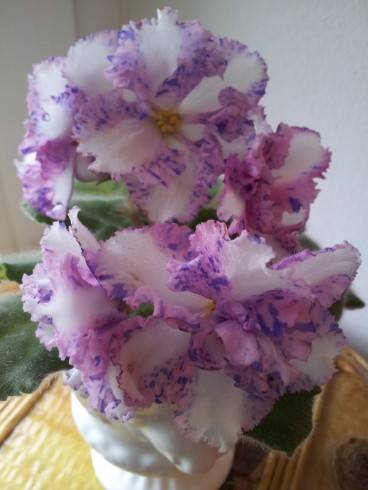 Carnation Sprinkles.jpg