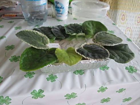 IMG_0754.jpg