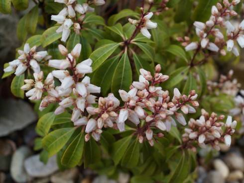 Pieris.jpg