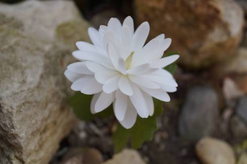 Sanguinaria.jpg
