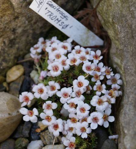 Saxifraga trömso.jpg