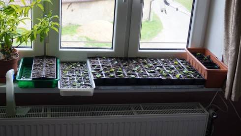 okno.jpg