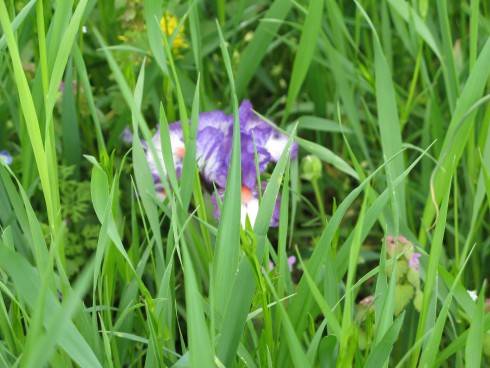 IMG_3247.JPG