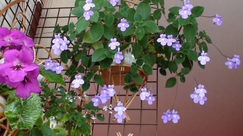 Streptocarpus saxorum.jpg