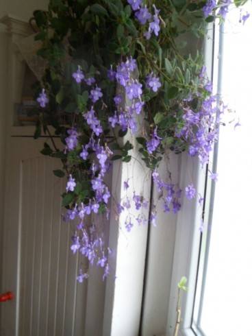 Streptocarpus saxorum.jpg