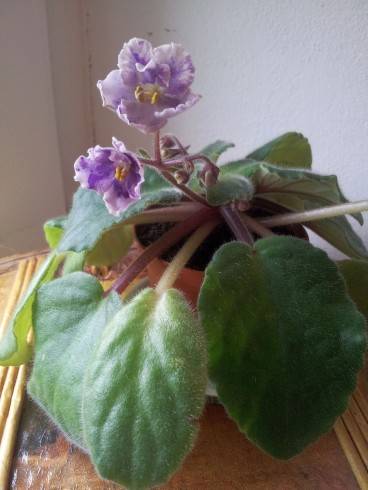 Ekho Karnavala.jpg