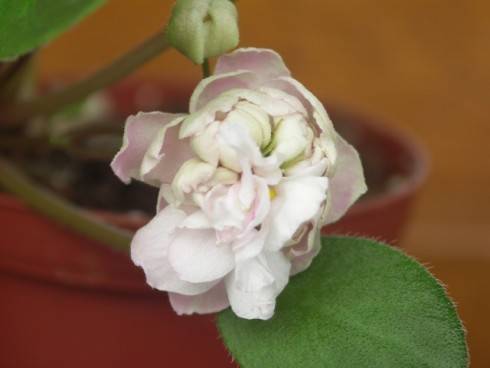Pink Mint.jpg