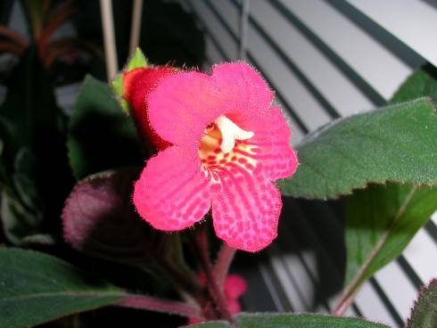 DSCN4782.JPG