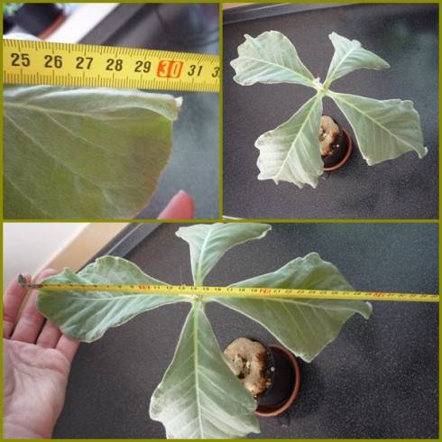 Sinningia leucotricha.jpg