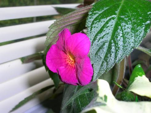 DSCN4790.JPG