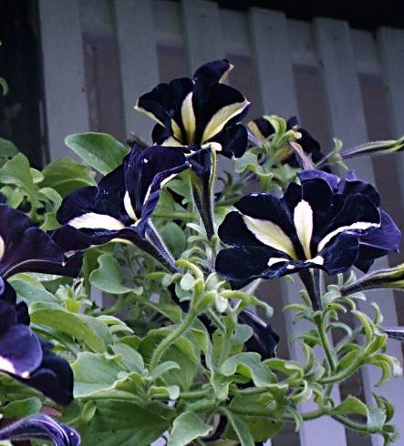 PICT0002.JPG