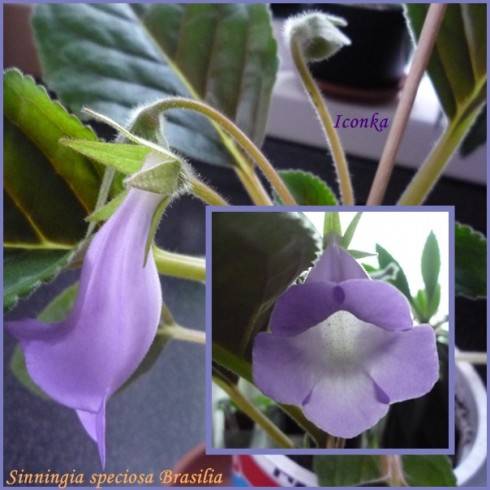 Sinningia speciosa Brasilia.jpg