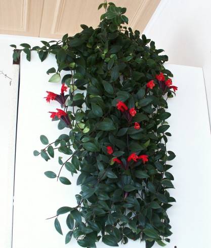 Aeschynanthus.jpg