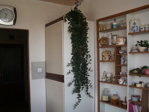 Aeschynanthus.jpg