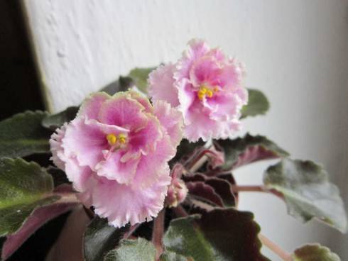 Rob's Antique Rose.jpg