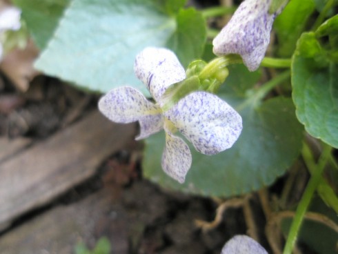 venkovní fialka květ.JPG