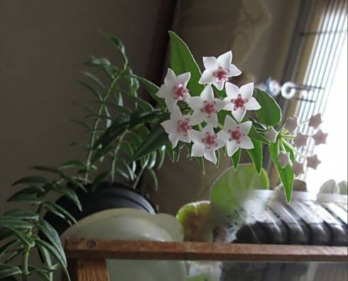 Hoya bella.jpg