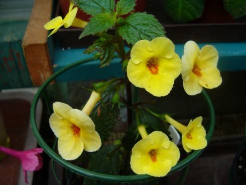 Yellow Beauty.jpg