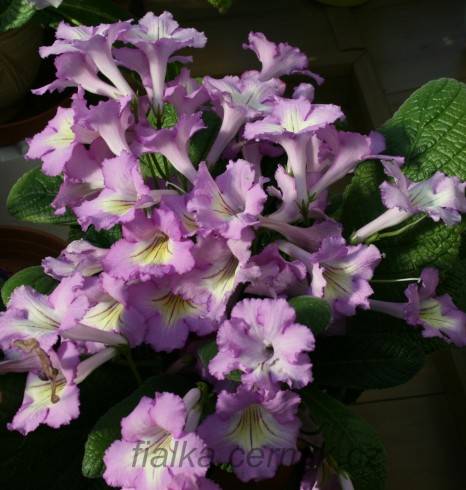 Tsf-Mar'ia.jpg
