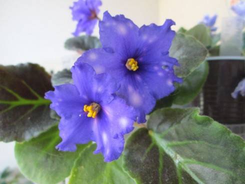 Galactic Dancin'.jpg