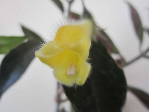 Nematanthus fluminensis.jpg
