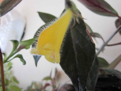 Nematanthus fluminensis.jpg