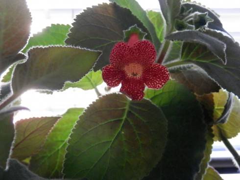 K. sciadotydaea hybrid.jpg