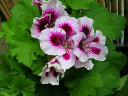 DSCN4808.JPG