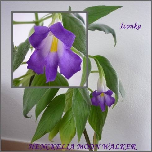 henckelia Moon Walker.jpg