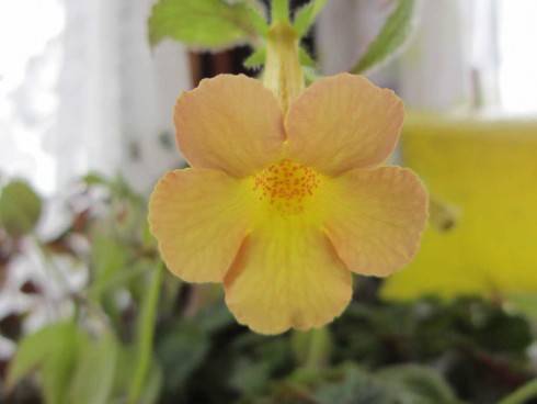 Clouded Yellow Stone.jpg