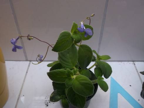 Streptocarpus saxorum.jpg