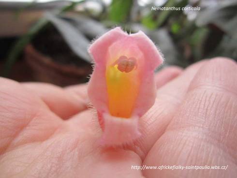 Nematanthus corticola.jpg