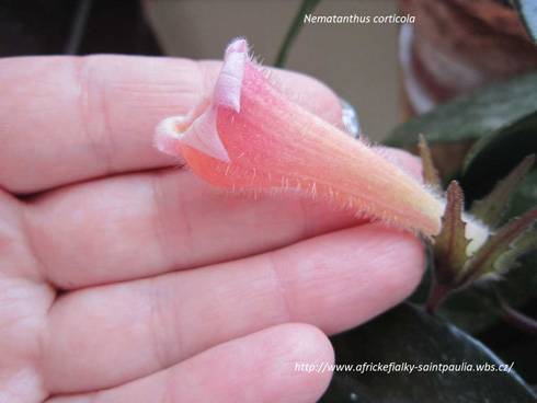 Nematanthus corticola.jpg