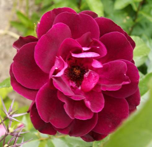 BURGUNDY ICE.JPG