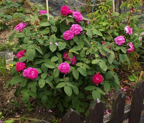 ROSE DE RESCHT 2.JPG