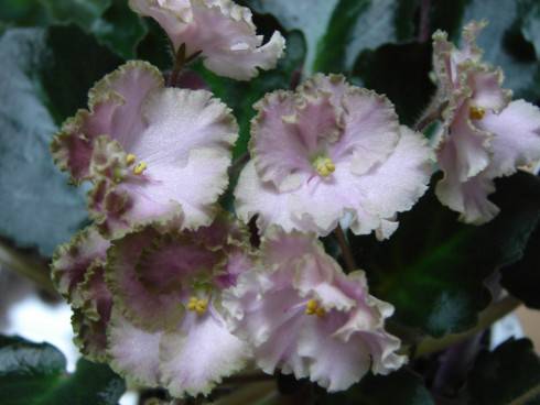 Rob's Antique Rose.jpg