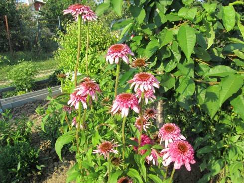 IMG_0011.JPG