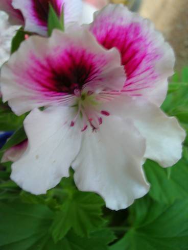 DSCN6339.JPG