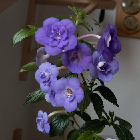 Double Blue Rose.jpg