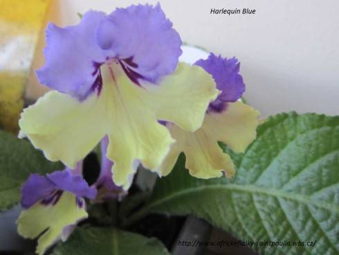 Harlequin Blue.jpg