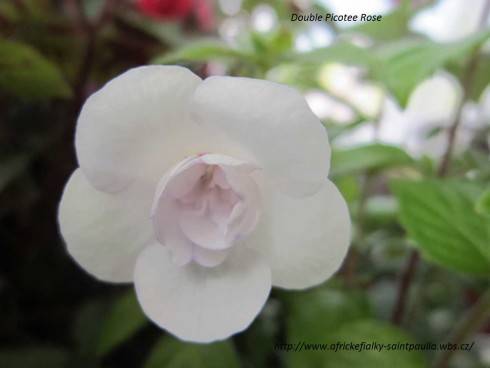 Double Picotee Rose.jpg