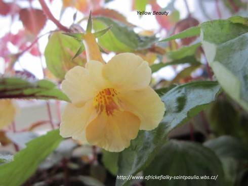 Yellow Beauty.jpg