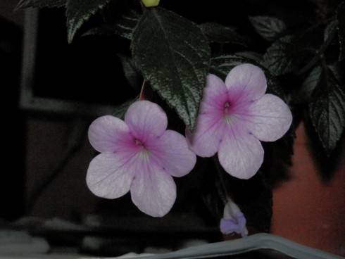 Peach Blossom.jpg