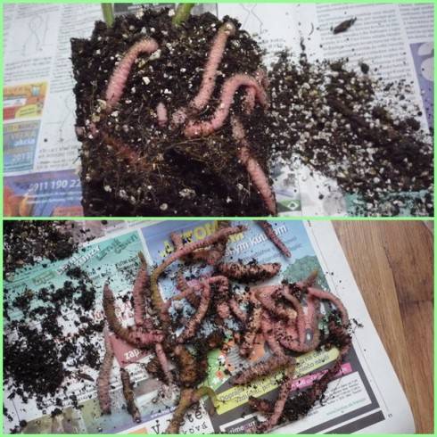 rhizomy.jpg