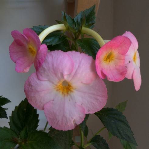 Vie en Rose.jpg
