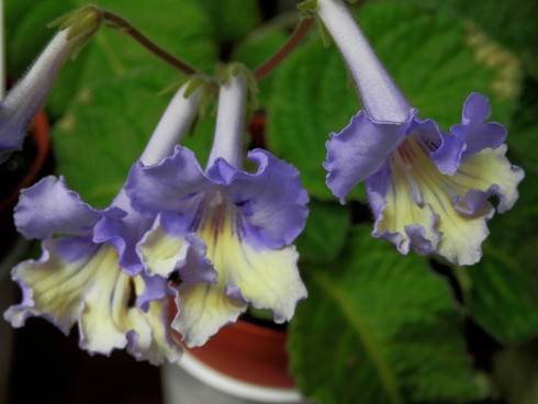 JL-Violetta.jpg