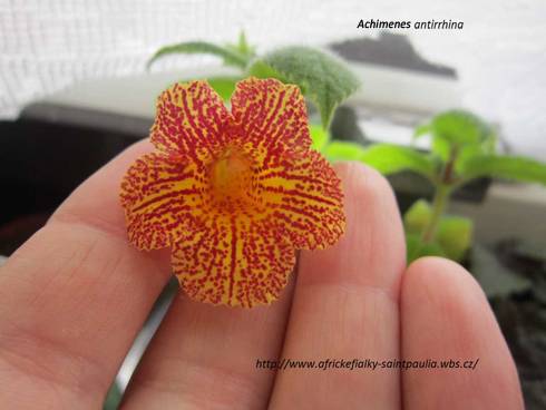 Achimenes antirrhina.jpg