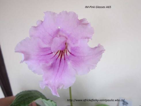 IM-Pink Glasses A65.jpg