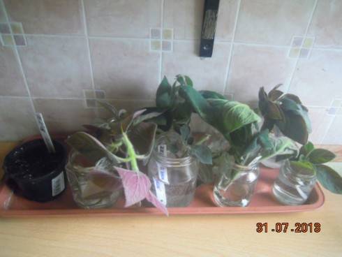 DSCN2267.JPG